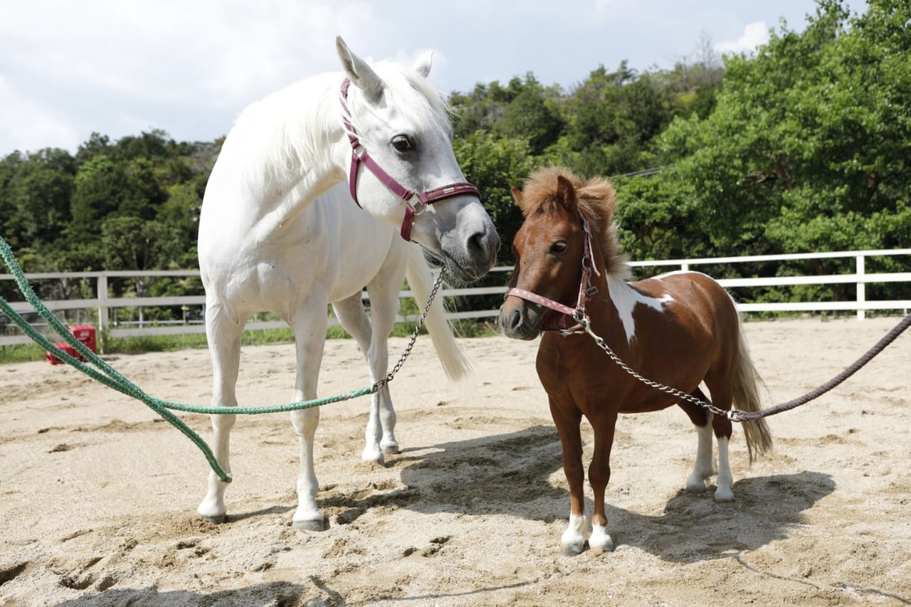 ふれあい広場 無料の乗馬体験 スタッフ引率 和歌山白浜グランピング シオサイテラス リゾグラ リゾートグランピング
